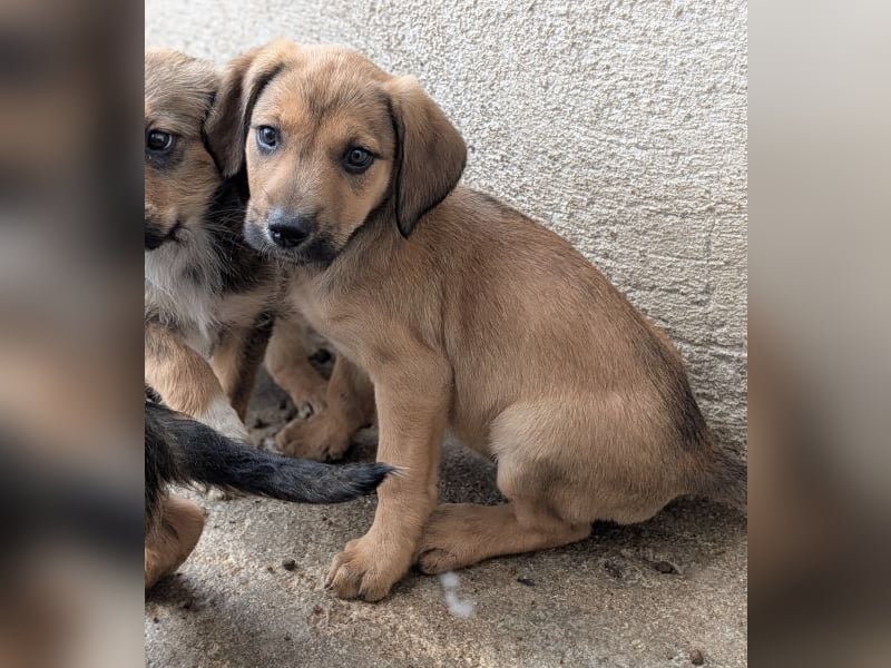 Tiana, geb. ca. 02/2026, lebt in GRIECHENLAND, im städt. Tierheim Serres