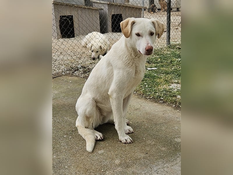 Nizza, geb. ca. 08/2022, lebt in GRIECHENLAND, im städt. Tierheim Serres