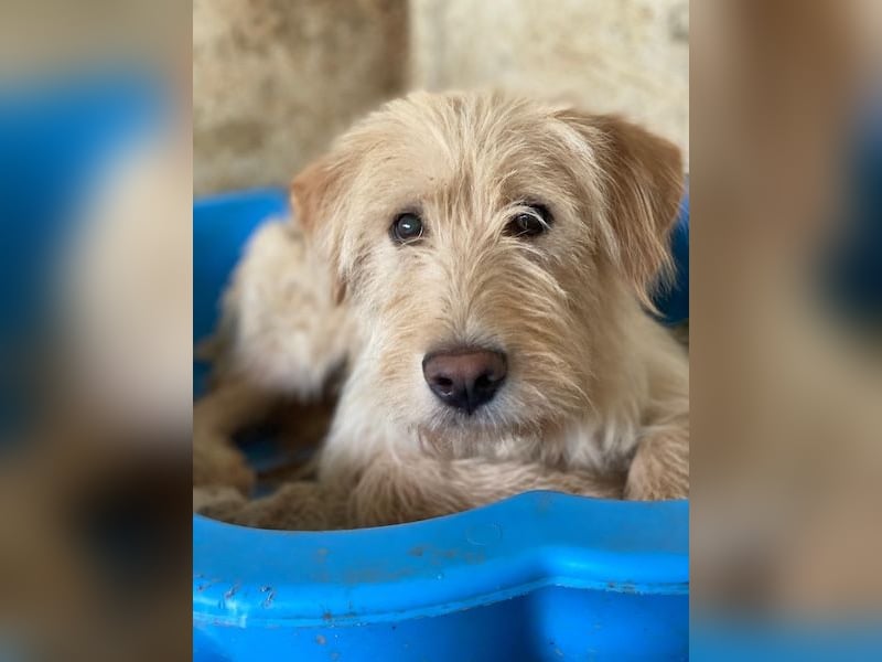 Susan, geb. ca. 04/2024, lebt in GRIECHENLAND, auf einer privaten Pflegestelle