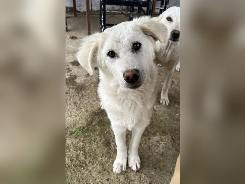 Nuala, geb. ca. 10/2024, lebt in GRIECHENLAND, auf einer privaten Pflegestelle