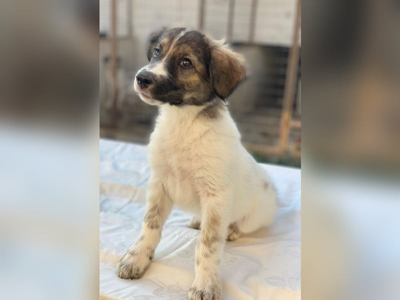 Ludmilla, geb. ca. 05/2025, lebt in GRIECHENLAND, im städt. Tierheim Serres