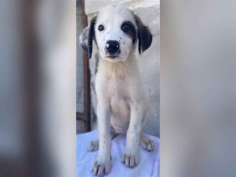 Benda, geb. ca. 06/2023, lebt in GRIECHENLAND, im städt. Tierheim Serres