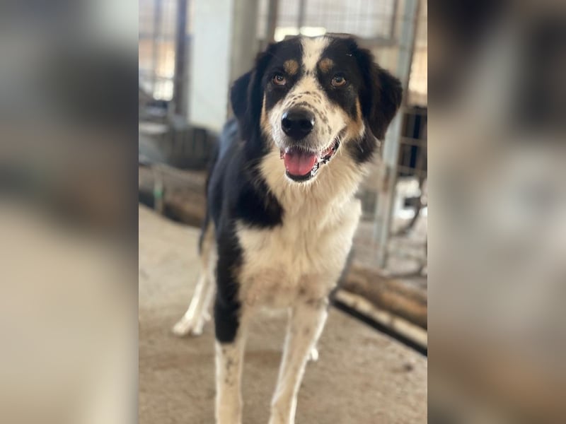 Xanda, geb. ca. 03/2023, lebt in GRIECHENLAND, im städt. Tierheim Serres