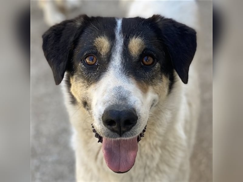 Fanny, geb. ca. 04/2021, lebt in GRIECHENLAND, im städt. Tierheim Serres