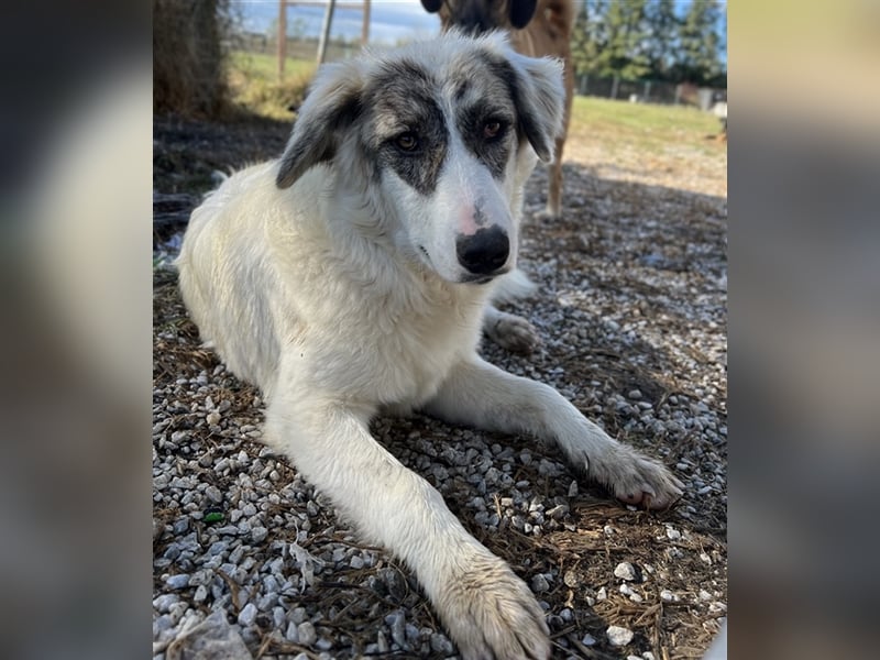 Gerda, geb. ca. 02/2023, lebt in GRIECHENLAND, im städt. Tierheim Serres