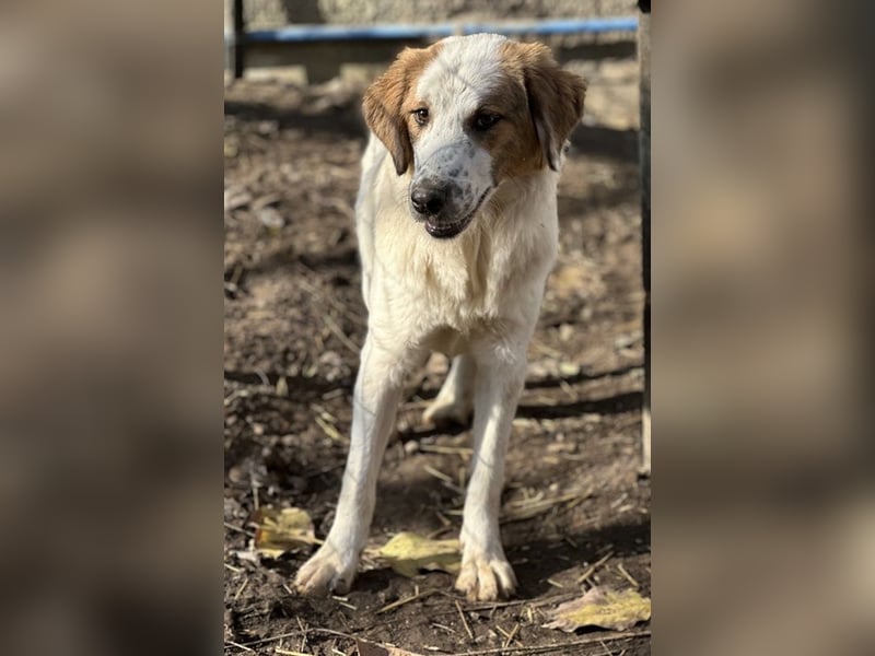 Melania, geb. ca. 01/2024, lebt in GRIECHENLAND, im städt. Tierheim Serres