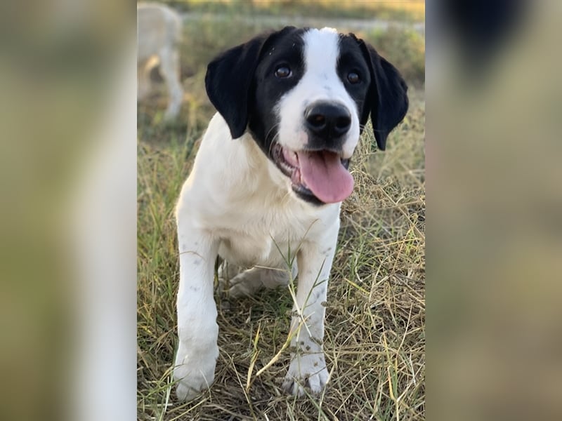 Rico, geb. ca. 05/2022, lebt in GRIECHENLAND, auf einer privaten Pflegestelle