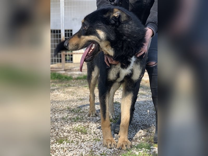 Niles, geb. ca. 05/2019, lebt in GRIECHENLAND, im städt. Tierheim Serres