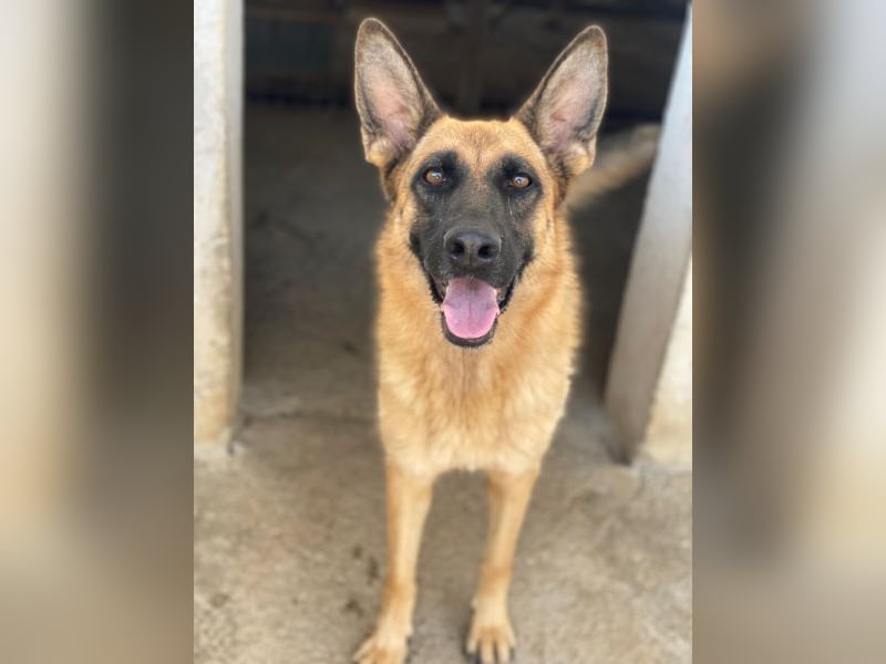 Wilma, geb. ca. 04/2021, lebt in GRIECHENLAND, im städt. Tierheim Serres