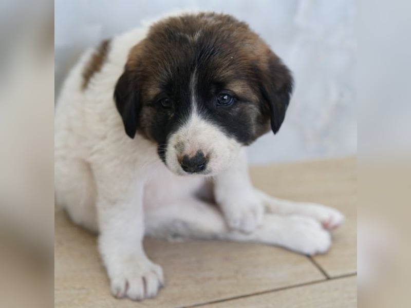 Calma, geb. ca. 01/2026, lebt in GRIECHENLAND, auf einer privaten Pflegestelle