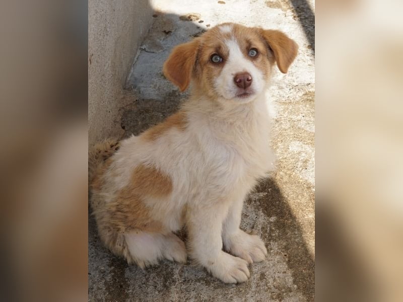 Josefine, geb. ca. 12/2025, lebt in GRIECHENLAND, im städt. Tierheim Serres