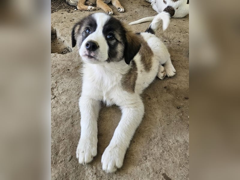 Lexya, geb. ca. 02/2025, lebt in GRIECHENLAND, auf einer privaten Pflegestelle