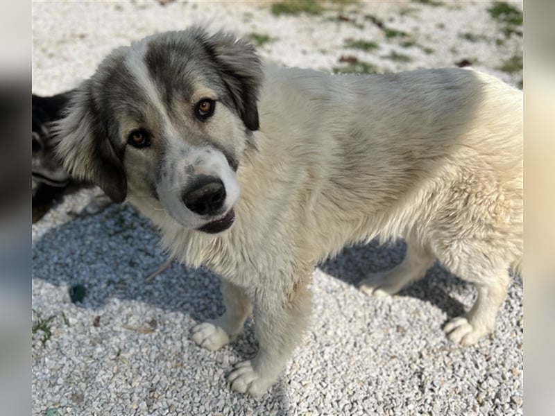 Gomez, geb. ca. 03/2021, lebt in GRIECHENLAND, im städt. Tierheim Serres
