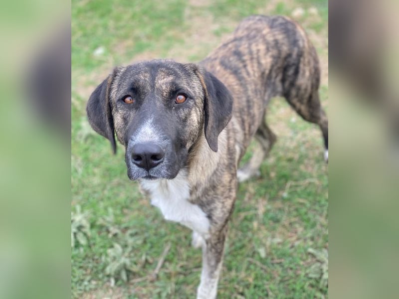 Tenera, geb. ca. 10/2024, lebt in GRIECHENLAND, im städt. Tierheim Serres