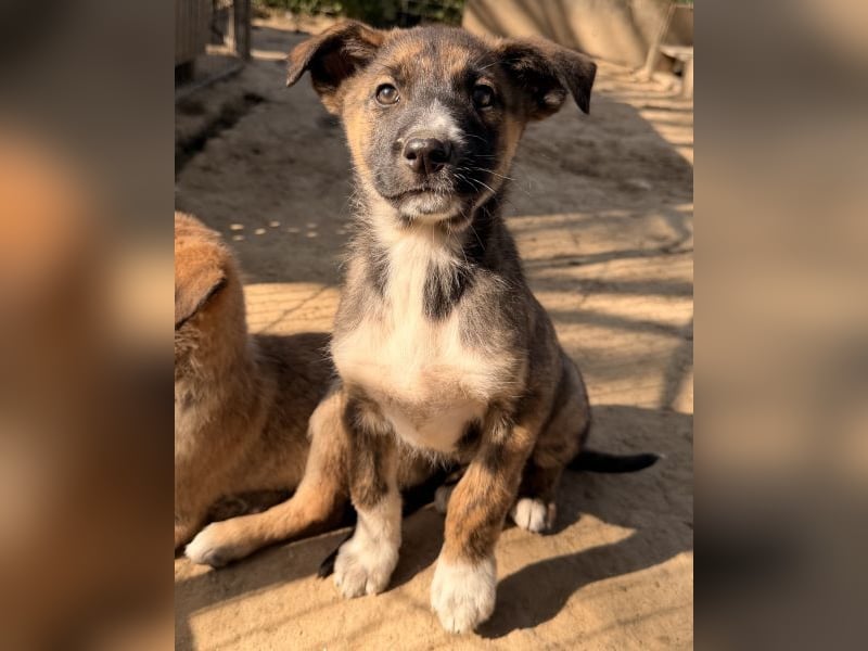 Corbel, geb. ca. 12/25, lebt in GRIECHENLAND, auf einer privaten Pflegestelle