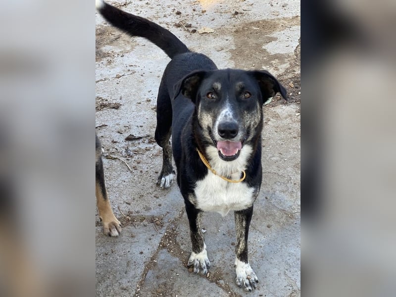 Mareen, geb. 12/2017, lebt in GRIECHENLAND, im städt. Tierheim Serres