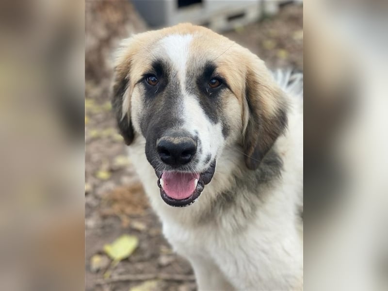 Otys, geb. ca. 03/2022, lebt in GRIECHENLAND, im städt. Tierheim Serres