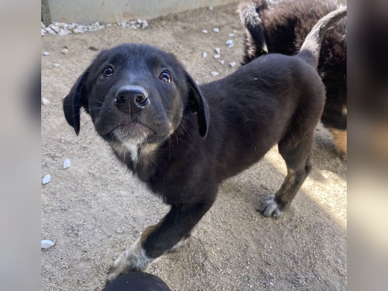 Louisa, geb. ca. 12/2023, lebt in GRIECHENLAND, im städt. Tierheim Serres