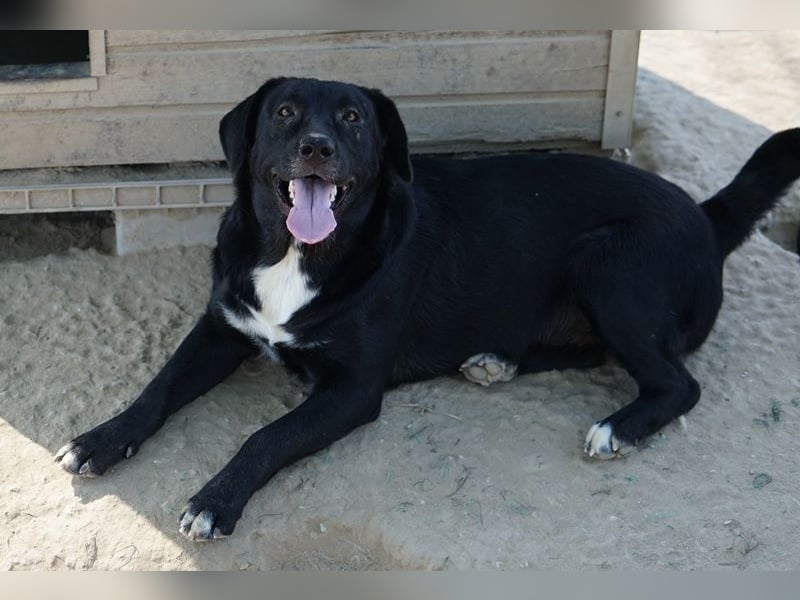 Ria, geb. ca. 10/2024, lebt in GRIECHENLAND, im städt. Tierheim Serres