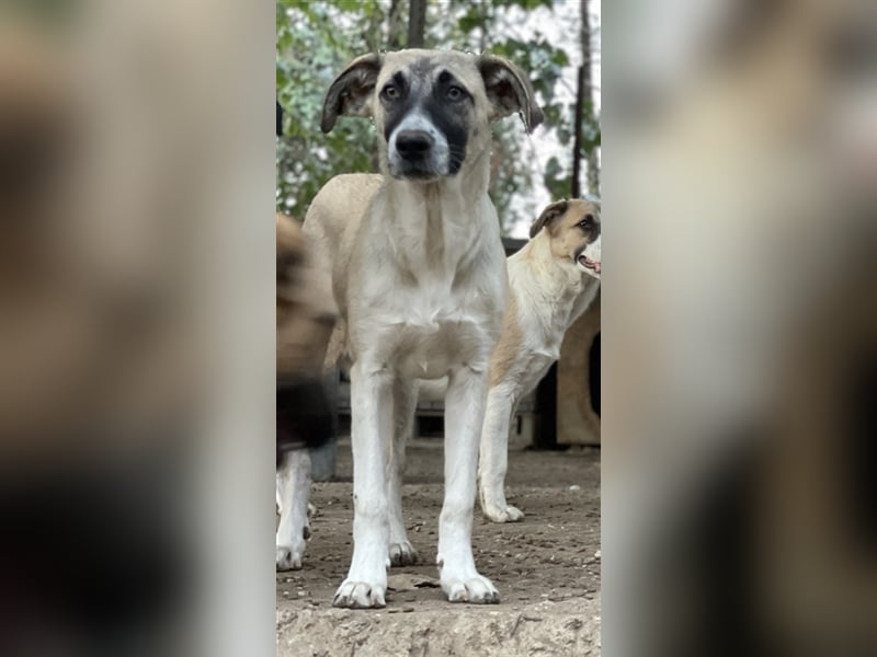 Peterchen, geb. ca. 03/2023, lebt in GRIECHENLAND, im städt. Tierheim Serres