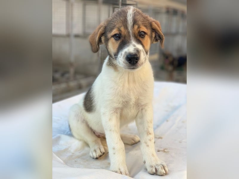 Trine, geb. ca. 05/2025, lebt in GRIECHENLAND, im städt. Tierheim Serres