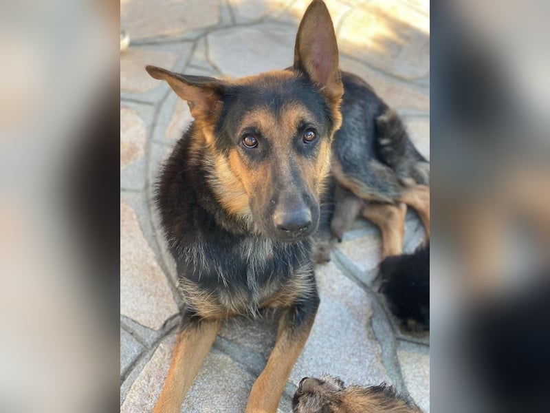 Malta, geb. ca. 07/2024, lebt in GRIECHENLAND, auf einer privaten Pflegestelle