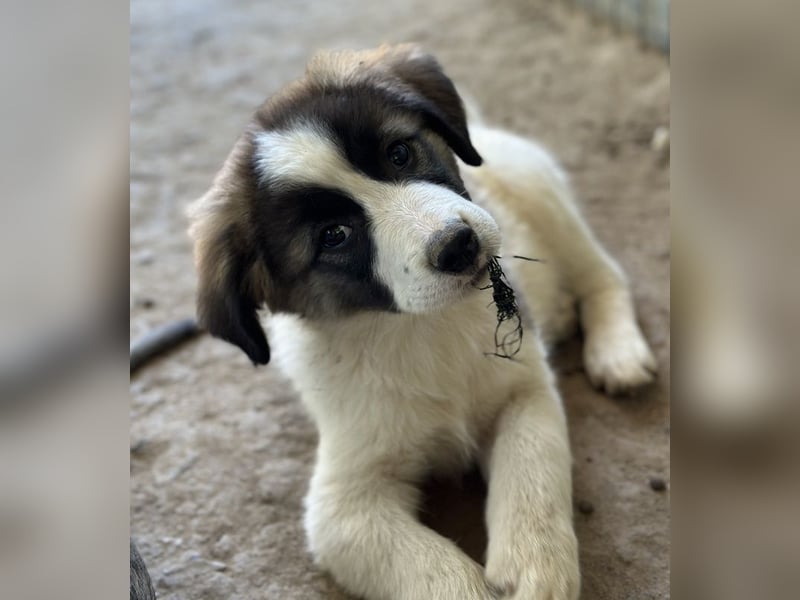 Lexya, geb. ca. 02/2025, lebt in GRIECHENLAND, auf einer privaten Pflegestelle