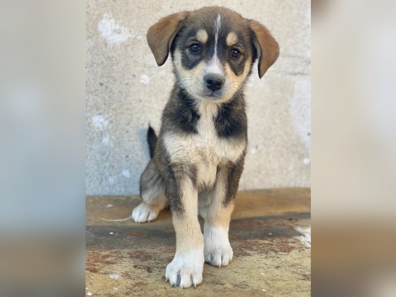 Sissy, geb. ca. 03/2026 , lebt in GRIECHENLAND, auf einer privaten Pflegestelle