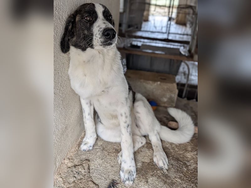 Maisha, geb. ca. 04/2025, lebt in GRIECHENLAND, im städt. Tierheim Serres