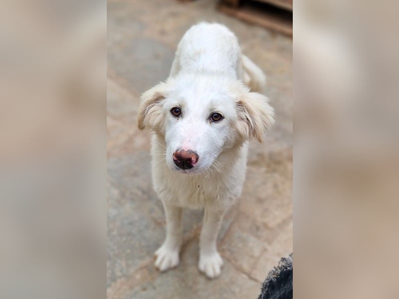 Frauke, geb. ca. 11/2023, lebt in GRIECHENLAND, auf einer privaten Pflegestelle