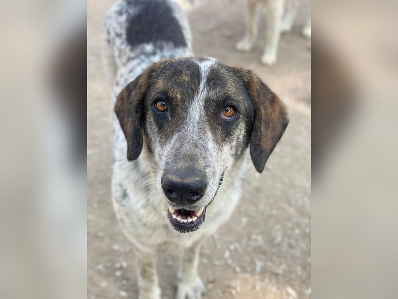 Nonga, geb. ca. 06/2023, lebt in GRIECHENLAND, im städt. Tierheim Serres
