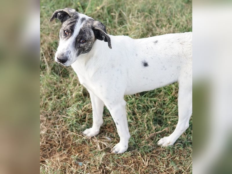 Mea, geb. ca. 11/2022, lebt in GRIECHENLAND, im städt. Tierheim Serres