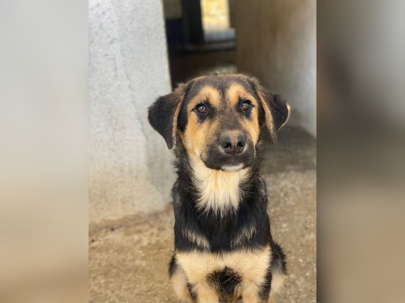 Elphaba, geb. ca. 07/2025, lebt in GRIECHENLAND, im städt. Tierheim Serres