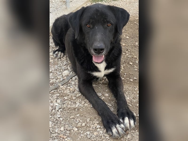 Cupid, geb. ca. 03/2020, lebt in GRIECHENLAND, im städt. Tierheim Serres