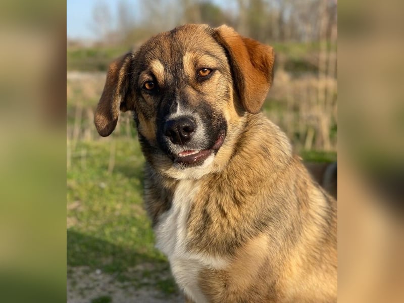 Hami, geb. ca. 09/2024, lebt in GRIECHENLAND, im städt. Tierheim Serres