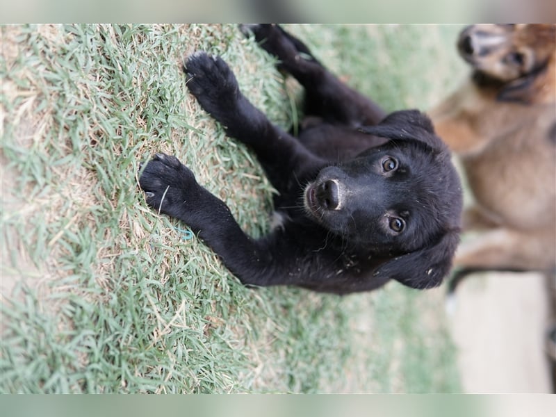 Lillia, geb. ca. 05/2024, lebt in GRIECHENLAND, auf einer privaten Pflegestelle