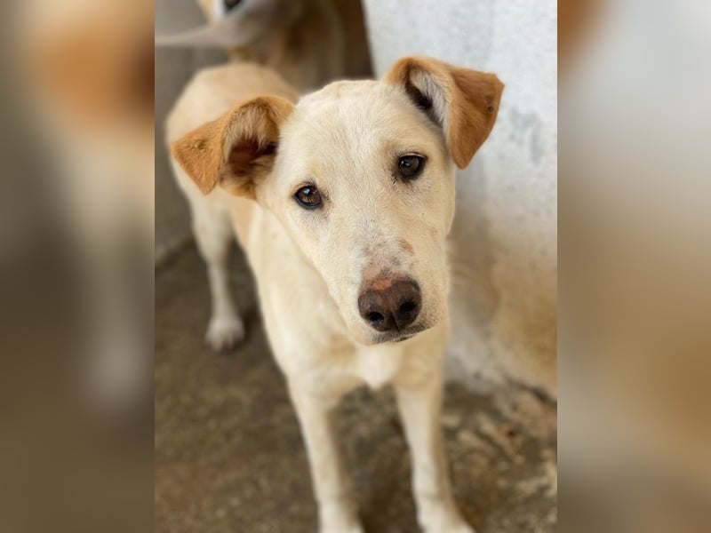 Kalena, geb. ca. 01/2025, lebt in GRIECHENLAND, im städt. Tierheim Serres