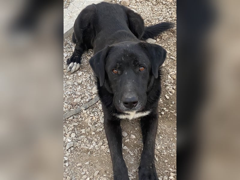 Cupid, geb. ca. 03/2020, lebt in GRIECHENLAND, im städt. Tierheim Serres