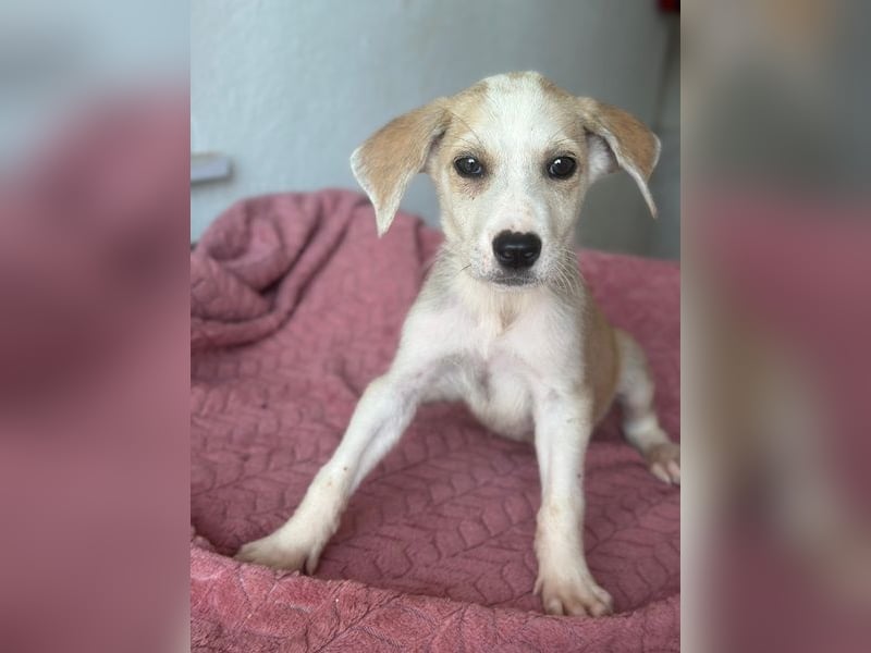 Ivy, geb. ca. 05/2026, lebt in GRIECHENLAND, im städt. Tierheim Serres