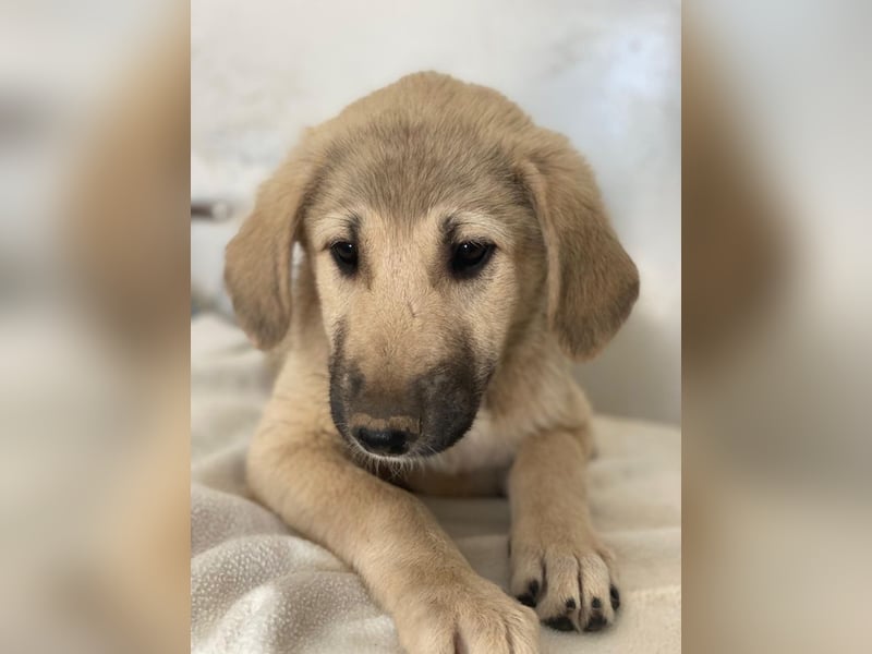 Glandy, geb. ca. 03/2025, lebt in GRIECHENLAND, im städt. Tierheim Serres