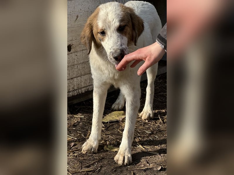 Melania, geb. ca. 01/2024, lebt in GRIECHENLAND, im städt. Tierheim Serres