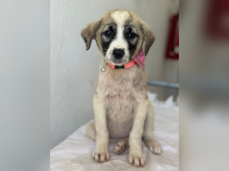 Amira, geb. ca. 03/2026, lebt in GRIECHENLAND, im städt. Tierheim Serres