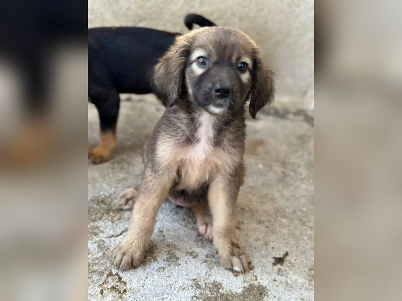 Harissa, geb. ca. 05/2026, lebt in GRIECHENLAND, im städt. Tierheim Serres