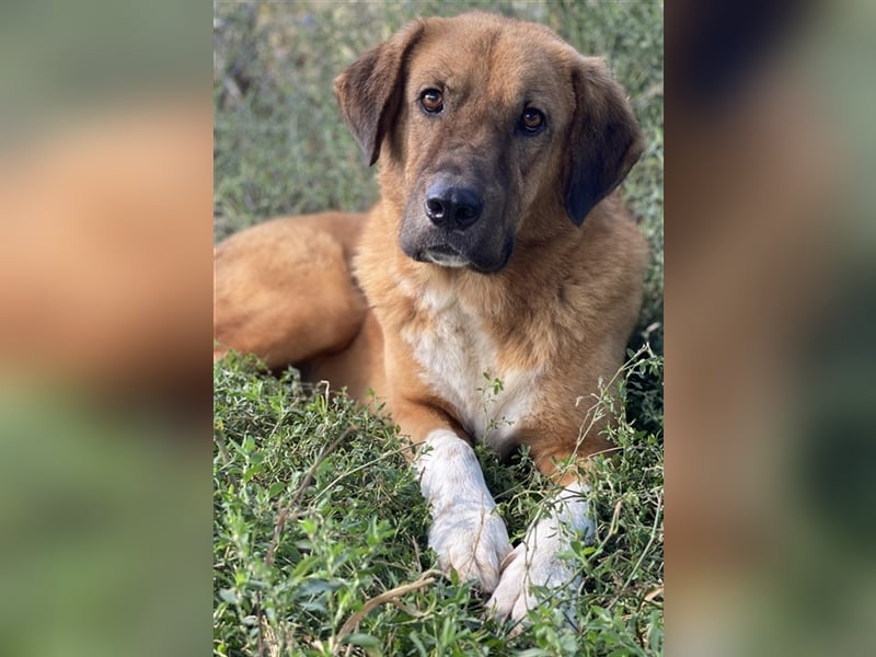 Maletto, geb. ca. 09/2018, lebt in GRIECHENLAND, im städt. Tierheim Serres