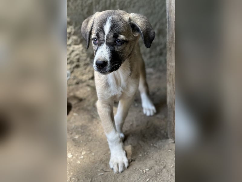 Mia-Melina, geb. ca. 02/2025, lebt in GRIECHENLAND, auf einer privaten Pflegestelle