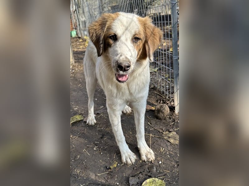 Melania, geb. ca. 01/2024, lebt in GRIECHENLAND, im städt. Tierheim Serres