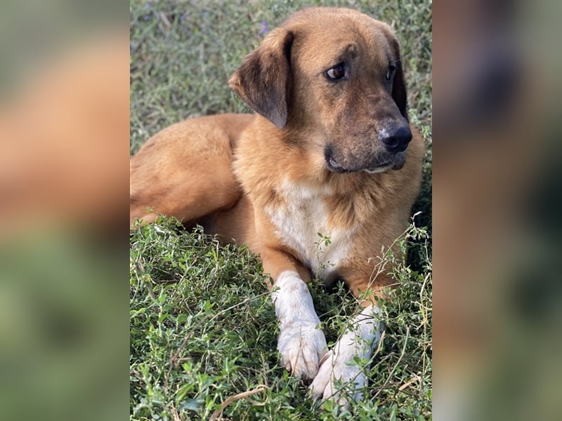 Maletto, geb. ca. 09/2018, lebt in GRIECHENLAND, im städt. Tierheim Serres