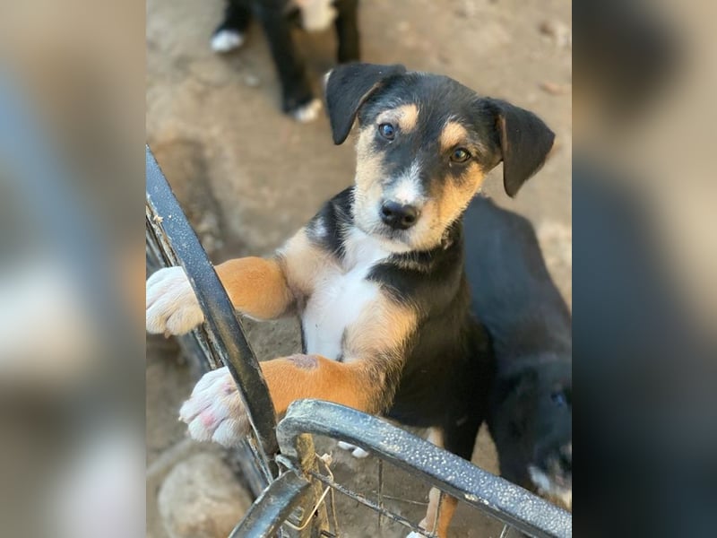 Kunigunde, geb. ca. 09/2025, lebt in GRIECHENLAND, auf einer privaten Pflegestelle
