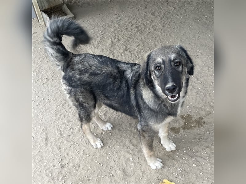 Karla, geb. ca. 03/2023, lebt in GRIECHENLAND, im städt. Tierheim Serres