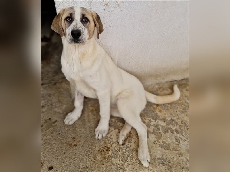 Lou, geb. ca. 11/2022, lebt in GRIECHENLAND, im städt. Tierheim Serres